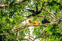 Four gibbons, two with yellow fur and two with black fur, relax and interact on thick tree branches surrounded by dense green leaves. Sunlight filters through the foliage above them.