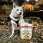 A white dog wearing a black harness sits outdoors on leafy ground next to a bag of Brutus Bone Broth Biscuits (chicken flavor), with pumpkins and autumn foliage in the background.