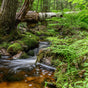 A small stream flows through a lush forest, surrounded by mossy rocks, green ferns, and trees. A fallen birch log bridges the stream, and sunlight filters gently through the foliage.