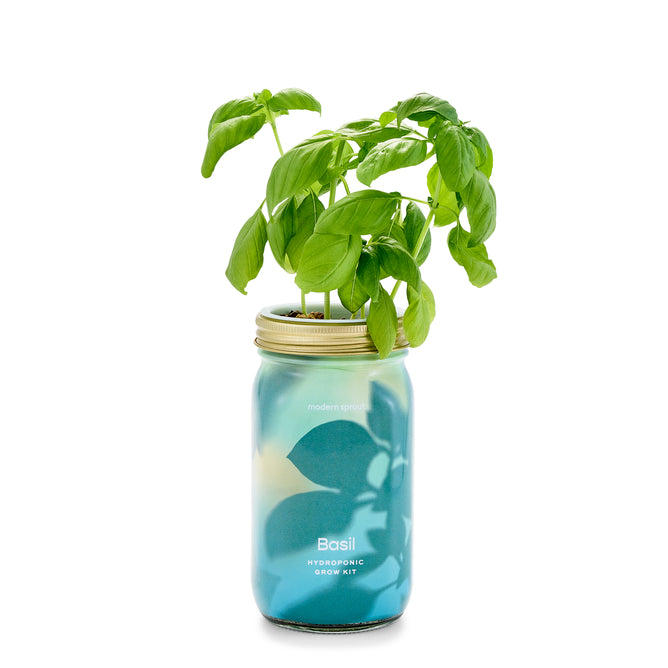 A basil plant flourishes in Modern Sprouts Garden Jar, a transparent hydroponic jar with a blue base and gold lid. Labeled as the Basil Hydroponic Grow Kit, it provides fresh herbs with minimal upkeep, with vibrant green leaves contrasting its minimalist design.