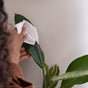 A person cleans a large green plant leaf using Bioms All-Purpose Wipe Refills. The plant is indoors, with visible hands against a plain, light-colored wall backdrop.