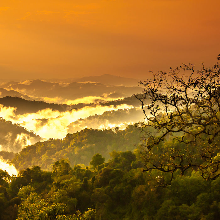 Golden sunrise over misty forested hills, with layers of clouds and mountains in the distance. A tree branch is visible in the foreground on the right side of the image.
