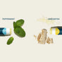 Two open tubes from the Cliganic Organic Lip Balm Duo Set - Fresh Faves are shown. One, labeled PEPPERMINT, is displayed with mint leaves beside it; the other, labeled UNSCENTED, is accompanied by wax pellets and wood pieces.