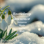 Mrs. Meyer’s Hand Soap features white snowdrop flowers blooming in the snow, with garden-inspired scents of Poinsettia, Woods, Praline, and Musk.