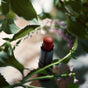 A Henné Organics Luxury Lip Tint in red stands upright among green leaves and pink flowers, creating a fresh, natural setting. Soft light casts gentle shadows that enhance the contrast between this premium lip tint and the greenery.