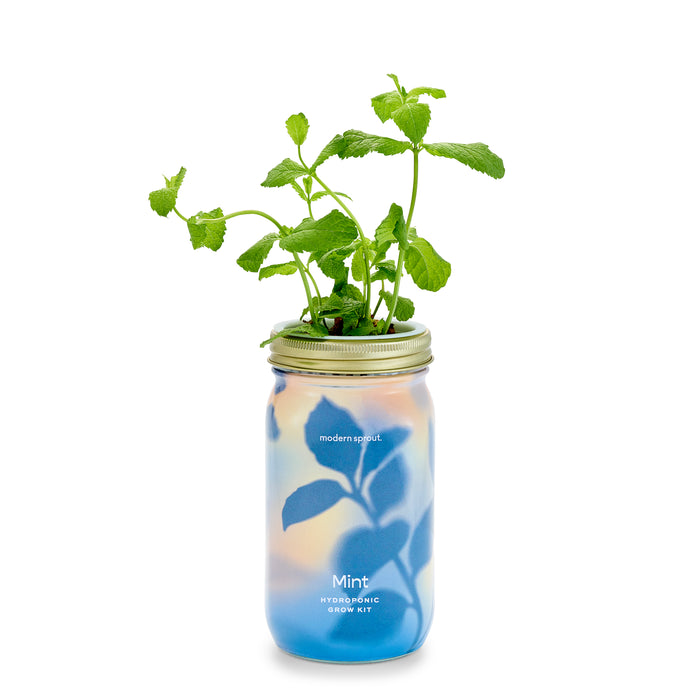 A glass jar labeled Mint Hydroponic Grow Kit contains a mint plant with green leaves growing from the top, set against a white background.